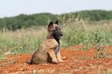 MALINOIS 319